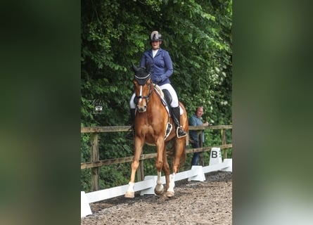 KWPN, Wallach, 10 Jahre, 181 cm, Fuchs