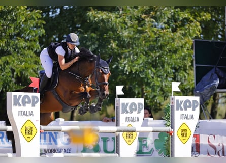 KWPN, Wallach, 11 Jahre, 163 cm, Brauner