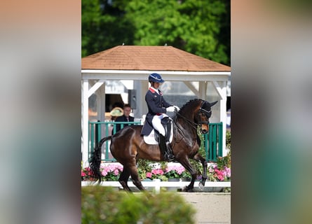 KWPN, Wallach, 11 Jahre, 163 cm, Rotbrauner