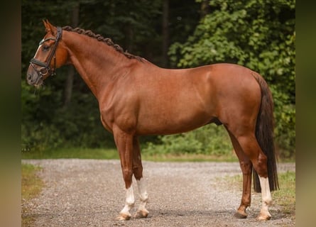 KWPN, Wallach, 11 Jahre, 164 cm, Dunkelfuchs