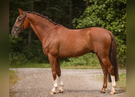 KWPN, Wallach, 11 Jahre, 164 cm, Fuchs