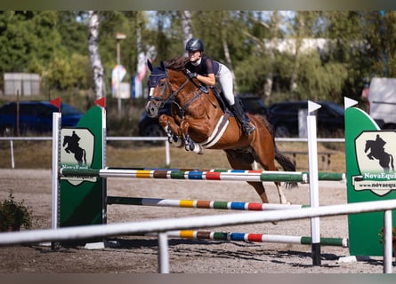 KWPN, Wallach, 11 Jahre, 164 cm, Fuchs
