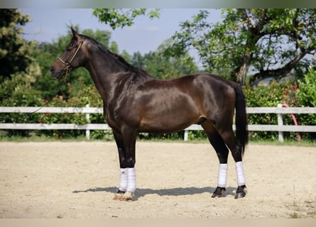 KWPN, Wallach, 11 Jahre, 167 cm