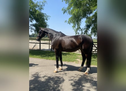 KWPN, Wallach, 11 Jahre, 167 cm, Dunkelbrauner