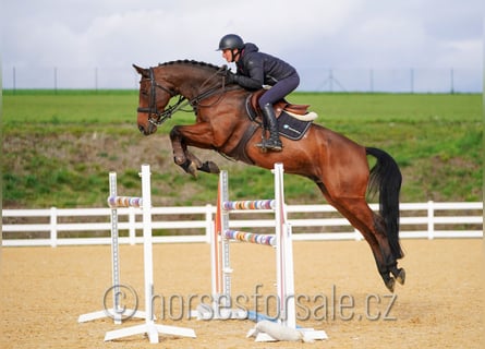 KWPN, Wallach, 11 Jahre, 168 cm, Brauner