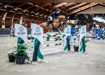 KWPN, Wallach, 11 Jahre, 168 cm, Fuchs