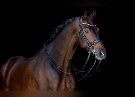 KWPN, Wallach, 11 Jahre, 172 cm, Dunkelbrauner