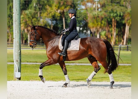 KWPN, Wallach, 11 Jahre, 173 cm, Brauner