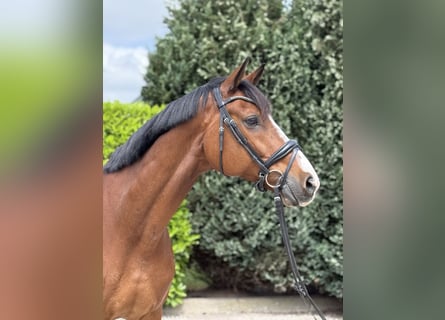 KWPN, Wallach, 11 Jahre, 175 cm, Brauner