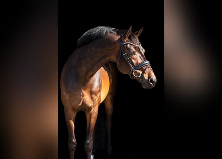 KWPN, Wallach, 12 Jahre, 168 cm, Brauner