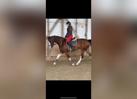 KWPN, Wallach, 12 Jahre, 170 cm, Brauner