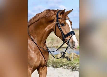 KWPN, Wallach, 12 Jahre, 170 cm, Fuchs