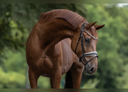 KWPN, Wallach, 12 Jahre, 170 cm, Fuchs