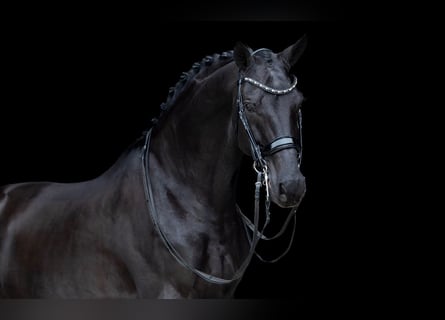 KWPN, Wallach, 12 Jahre, 170 cm, Rappe