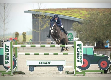 KWPN, Wallach, 12 Jahre, 170 cm, Rappe