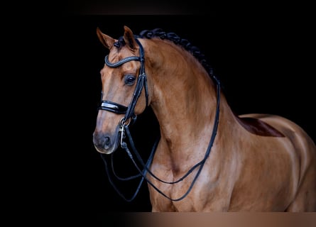 KWPN, Wallach, 12 Jahre, 173 cm, Dunkelfuchs