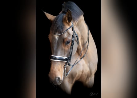 KWPN, Wallach, 12 Jahre, 175 cm, Brauner