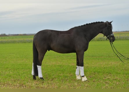 KWPN, Wallach, 12 Jahre, 175 cm, Rappe