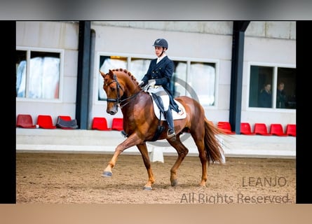 KWPN, Wallach, 12 Jahre, 176 cm, Fuchs