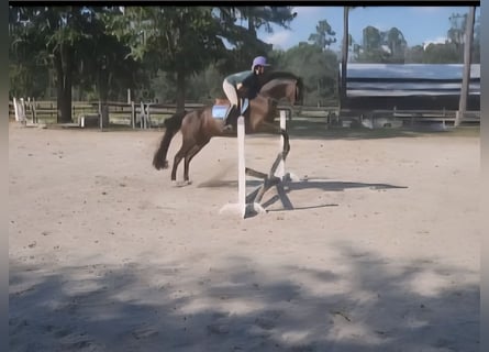 KWPN, Wallach, 13 Jahre, 152 cm, Rappe KWPN, Wallach, 13 Jahre, 152 cm, Rappe