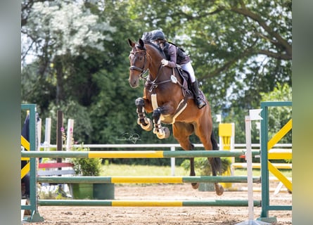 KWPN, Wallach, 13 Jahre, 167 cm, Dunkelbrauner