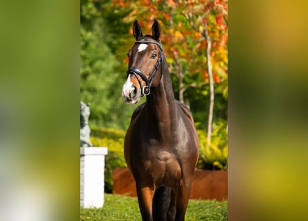 KWPN, Wallach, 13 Jahre, 170 cm, Rotbrauner