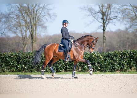 KWPN, Wallach, 13 Jahre, 176 cm, Brauner