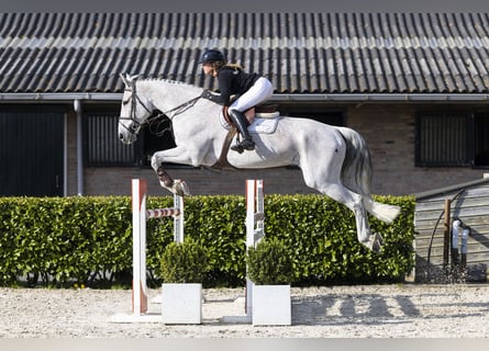 KWPN, Wallach, 13 Jahre, 178 cm