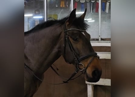 KWPN, Wallach, 14 Jahre, 170 cm, Brauner