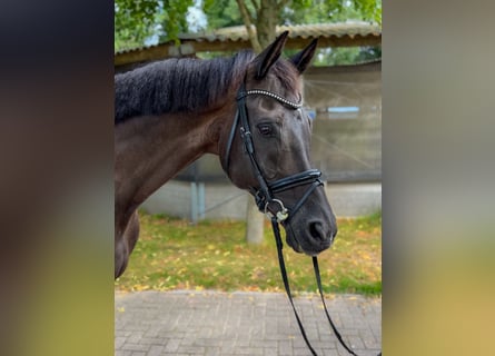 KWPN, Wallach, 14 Jahre, 170 cm, Rappe