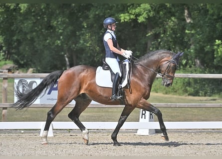 KWPN, Wallach, 14 Jahre, 173 cm, Brauner