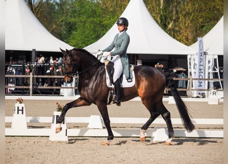 KWPN, Wallach, 14 Jahre, 174 cm, Dunkelbrauner