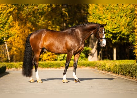 KWPN, Wallach, 14 Jahre, 174 cm, Rotbrauner