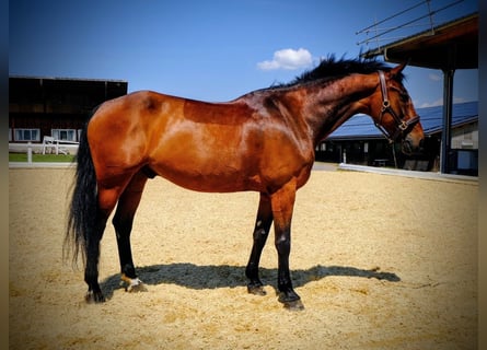 KWPN, Wallach, 15 Jahre, 168 cm, Brauner