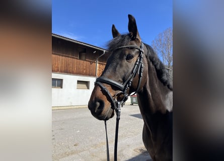 KWPN, Wallach, 15 Jahre, 169 cm, Dunkelbrauner