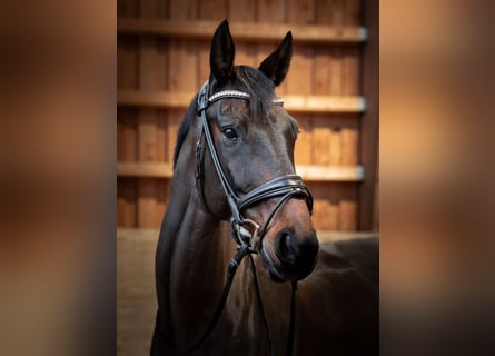 KWPN, Wallach, 15 Jahre, 173 cm, Rotbrauner