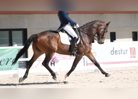 KWPN, Wallach, 15 Jahre, 173 cm, Rotbrauner