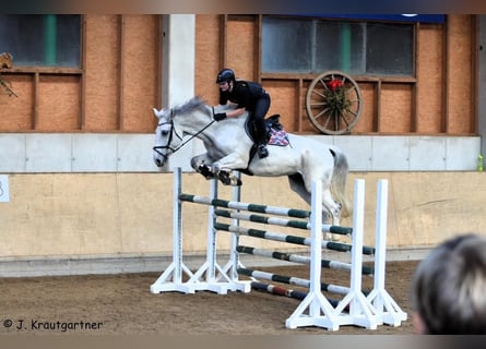 KWPN, Wallach, 15 Jahre, 176 cm, Apfelschimmel