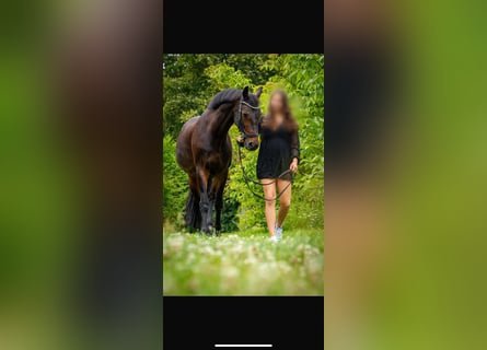 KWPN, Wallach, 17 Jahre, 165 cm, Dunkelbrauner