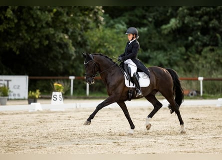 KWPN, Wallach, 17 Jahre, 168 cm, Rappe