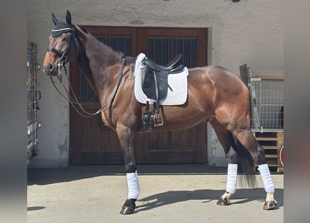 KWPN, Wallach, 17 Jahre, 183 cm, Brauner