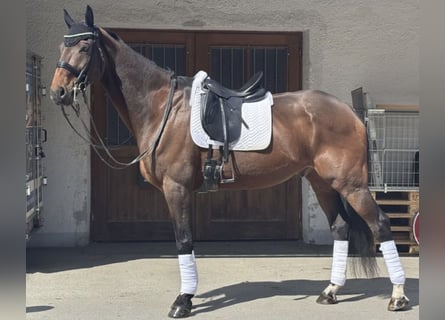 KWPN, Wallach, 17 Jahre, 183 cm, Brauner