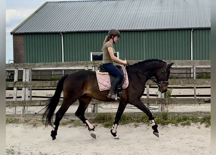 KWPN, Wallach, 18 Jahre, 167 cm, Dunkelbrauner