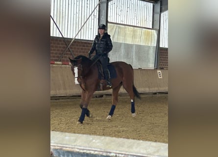 KWPN, Wallach, 18 Jahre, 175 cm, Brauner