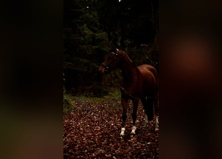 KWPN, Wallach, 19 Jahre, 155 cm, Brauner