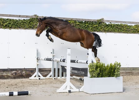 KWPN, Wallach, 2 Jahre, 154 cm, Brauner
