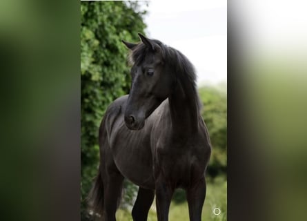 KWPN, Wallach, 2 Jahre, 165 cm, Rappe