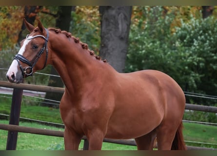 KWPN, Wallach, 2 Jahre, 167 cm, Fuchs