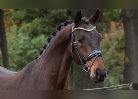 KWPN, Wallach, 2 Jahre, 168 cm, Brauner