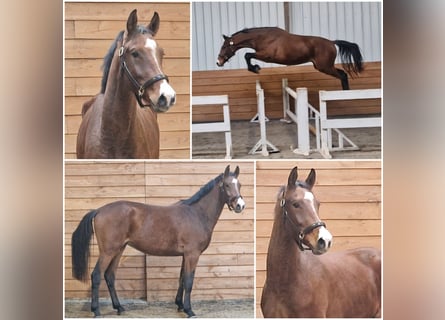 KWPN, Wallach, 2 Jahre